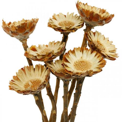 Floristik24 Protea Compacta Rosette přírodní sušený květ cukrový keř 8ks