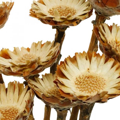 položky Protea Compacta Rosette přírodní sušený květ cukrový keř 8ks