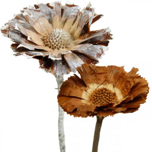 Exotic Mix Protea Rosette Natural, White Washed Sued Flower 9 ks