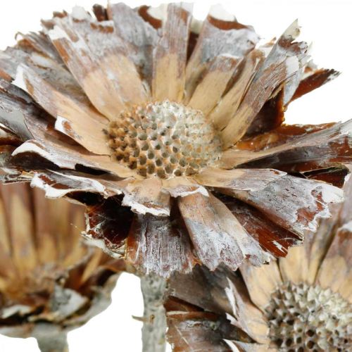 Floristik24 Exotic Mix Protea Rosette Natural, White Washed Sued Flower 9 ks