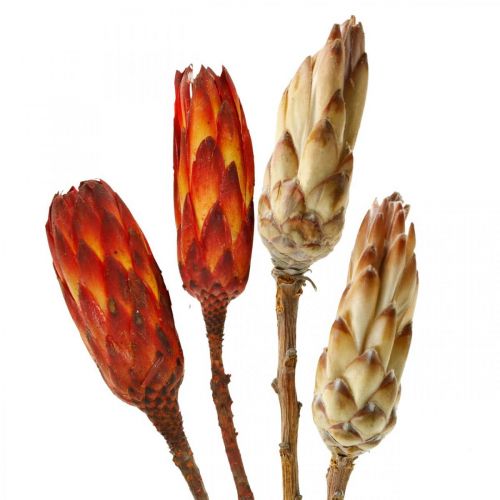 Floristik24 Protea Mix, Sušené květiny Respens Natural/Červená 13 ks