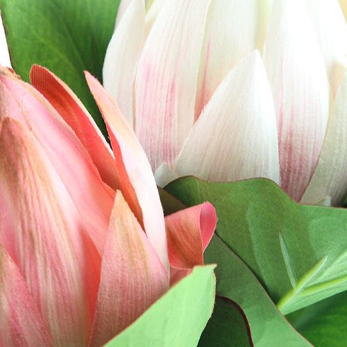Floristik24 Protea růžová 54cm 2ks