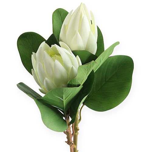 Floristik24 Protea bílá 54cm 2ks