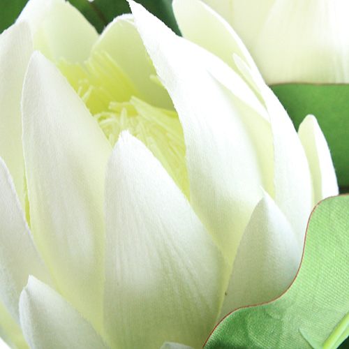 Floristik24 Protea bílá 54cm 2ks