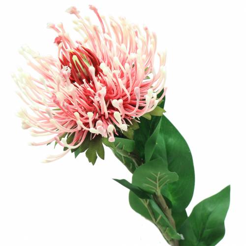 položky Protea umělá růžová 73 cm