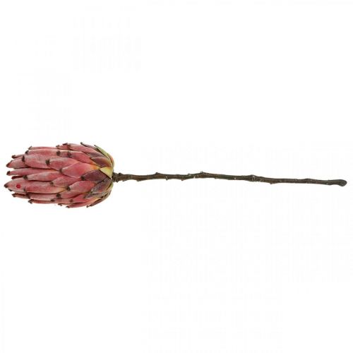 Floristik24 Artificial Protea Red Exotic umělá květina V55cm