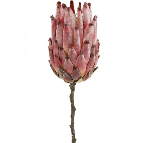 Artificial Protea Red Exotic umělá květina V55cm