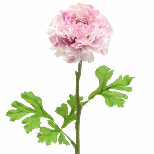 položky Ranunculus lila V45 cm