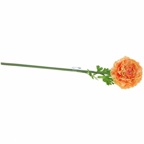 položky Ranunculus losos, výška 45 cm