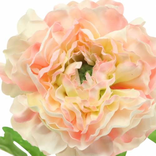 položky Ranunculus broskev, výška 45 cm
