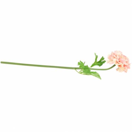 položky Ranunculus broskev, výška 45 cm
