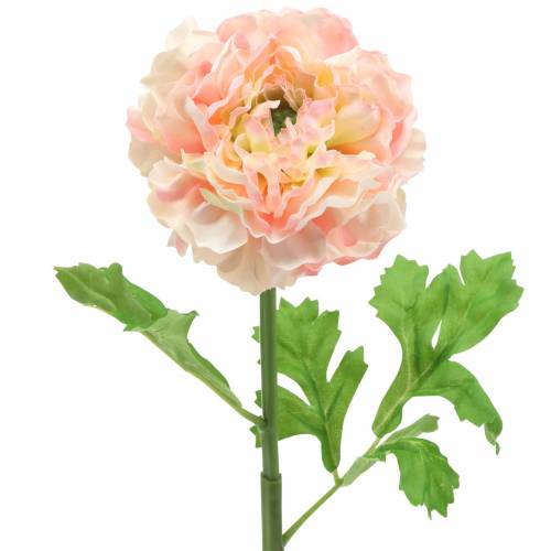 Ranunculus broskev, výška 45 cm
