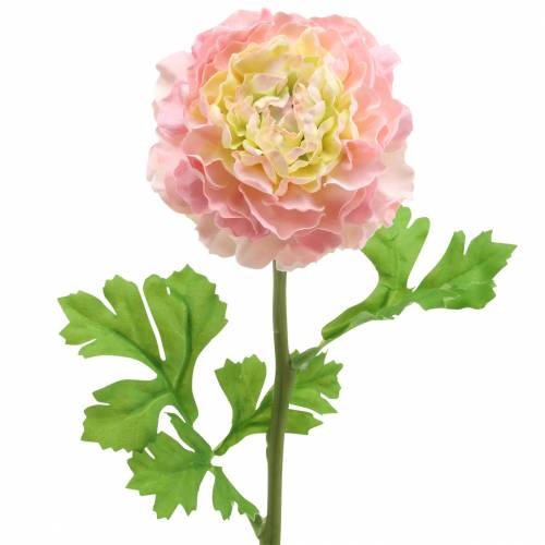 Ranunculus růžový V45cm