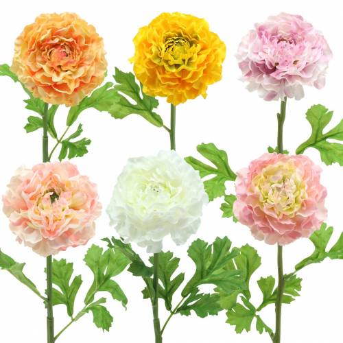 položky Ranunculus různé barvy V45cm