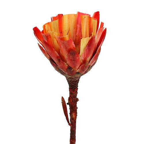 Floristik24 Repens Cup Red 25 ks