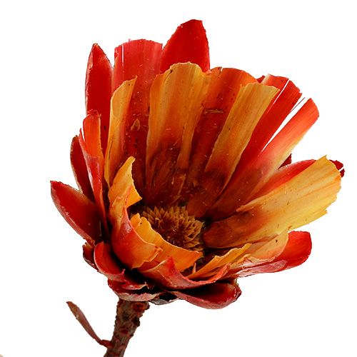 položky Repens Cup Red 25 ks