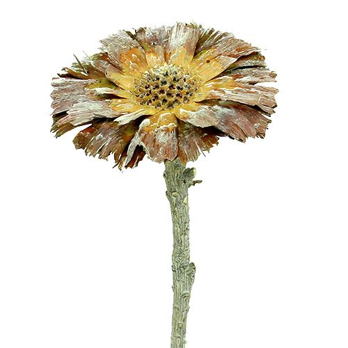 Floristik24 Repens rozeta zelená matná 8cm - 9cm 25 ks
