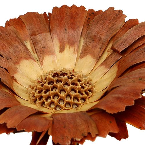 položky Repens Rosette Light 8-9cm 25 ks