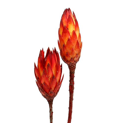 Floristik24 Repens Red 2-tón 25 ks
