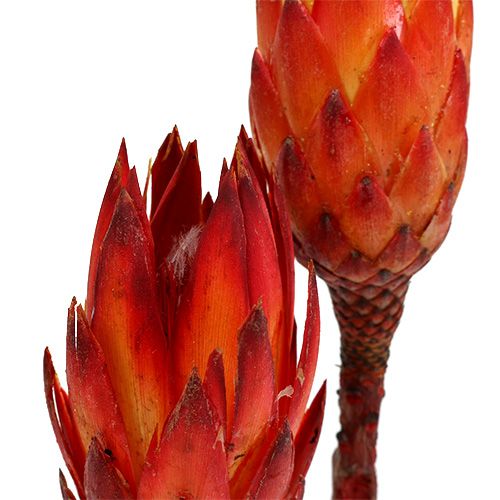 Floristik24 Repens Red 2-tón 25 ks