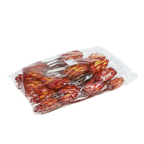 Floristik24 Repens Red 2-tón 25 ks
