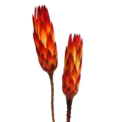 Floristik24 Repens Red malý 50 ks