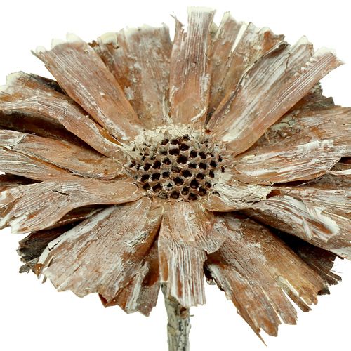 položky Protea rozeta 8-9cm praná bílá 25p