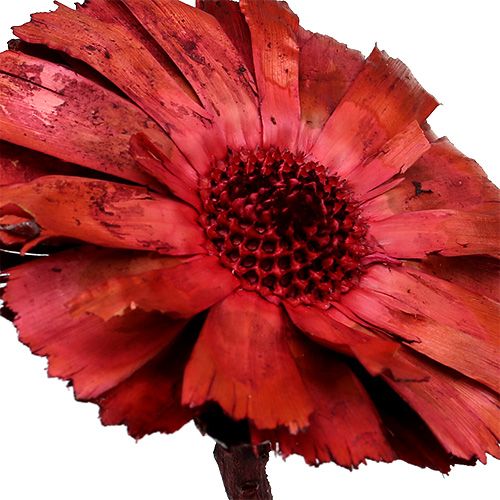 položky Repens Rosette Erika 8cm - 9cm 25 ks