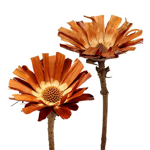 položky Repens Rosette Super 10 - 12cm 20 ks
