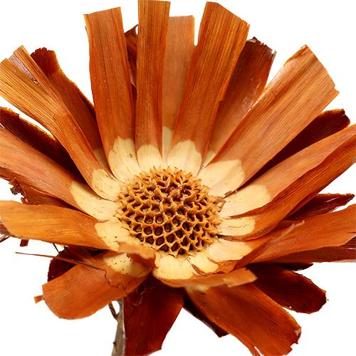položky Repens Rosette Super 10 - 12cm 20 ks