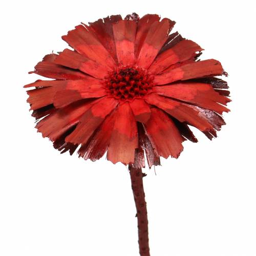 Floristik24 Repens Rosette Red 8cm - 9cm 25 ks