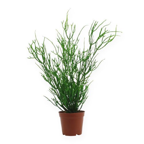 Floristik24 Rhipsalis v 32 cm zeleném květináči