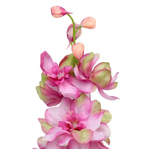 položky Larkspur Pink 60cm