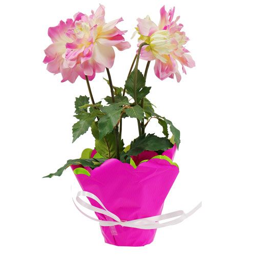 Floristik24 Rondella Ø48cm dvoubarevná růžovo-zelená 50p