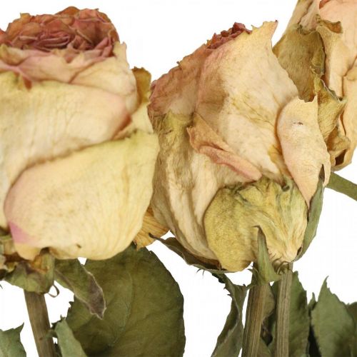 Floristik24 Dekorativní růže, sušené květiny, sušené růže, Valentýn, smuteční květinářství, rustikální růže žluto-růžové L48cm 5 kusů