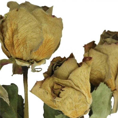 Floristik24 Sušená květinová růže, Valentýn, suché květinářství, rustikální dekorativní růže žlutofialová L45-50cm 5 kusů