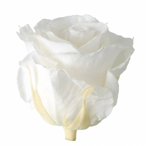 položky Infinity Roses velké Ø5,5-6cm Bílá 6 ks