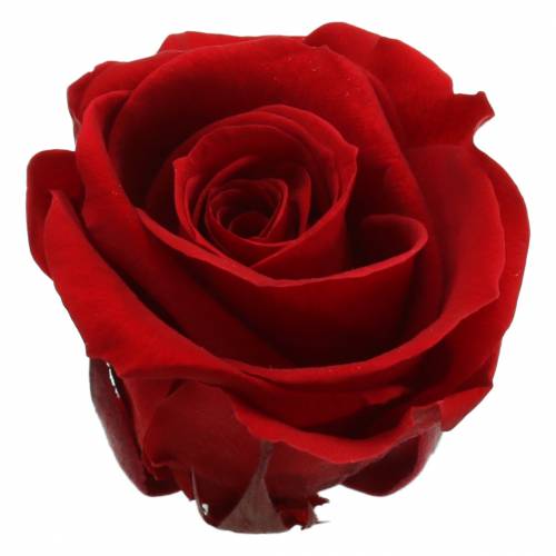 Floristik24 Konzervované růže střední Ø4-4,5cm červené 8ks