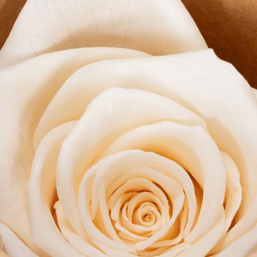 položky Růžové hlávky, konzervované květy pro elegantní květinové aranžmá, 5 cm, 6 kusů