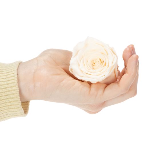 položky Růžové hlávky, konzervované květy pro elegantní květinové aranžmá, 5 cm, 6 kusů