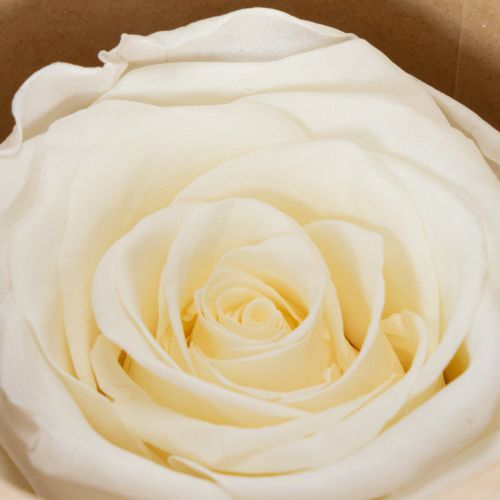 položky Konzervované růžové hlávky, odolná dekorace na stůl pro romantickou atmosféru, svatební dekorace, 5 cm, 6 kusů