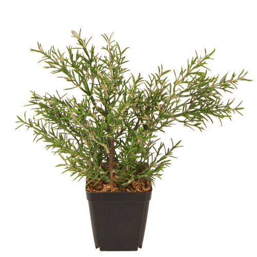 Floristik24 Rozmarýn v květináči Umělé bylinky Zelené rostliny H24cm