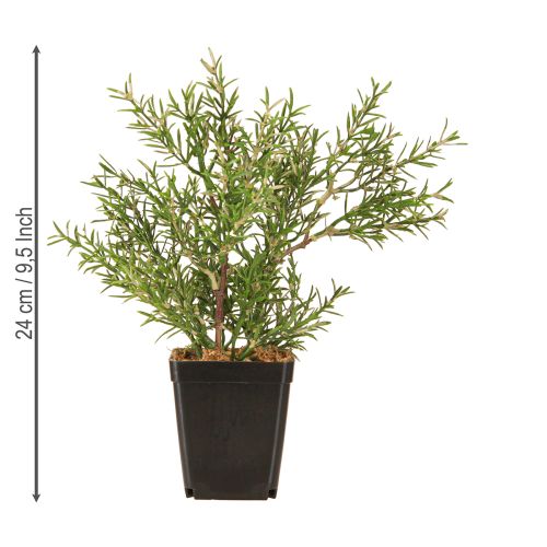 položky Rozmarýn v květináči Umělé bylinky Zelené rostliny H24cm