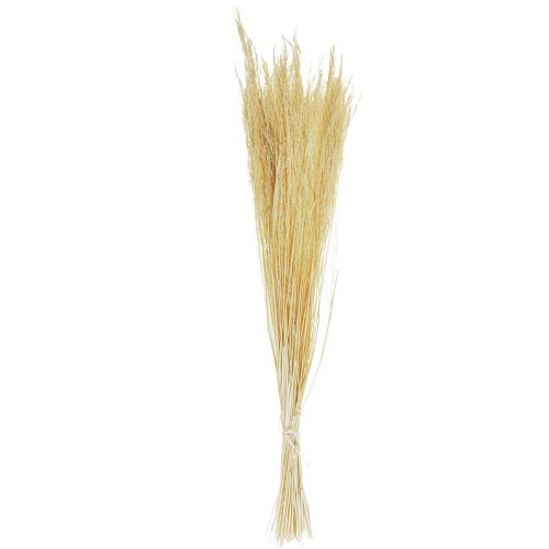 Floristik24 Ohýbaná tráva Agrostis Capillaris Suchá tráva bělená 65 cm 80 g