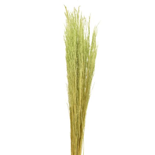 Bent Grass Agrostis Capillaris Suché trávy zelené 65cm 80g