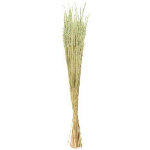 položky Bent Grass Agrostis Capillaris Suché trávy zelené 65cm 80g