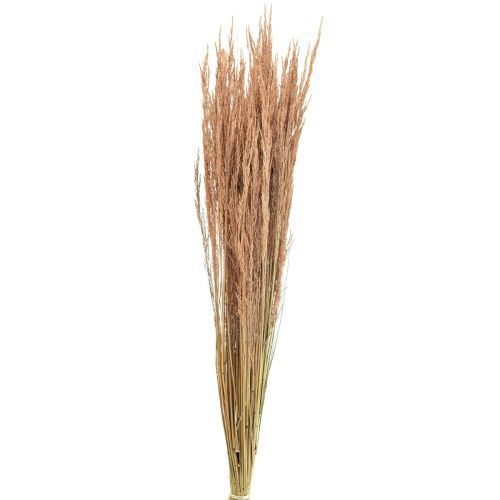 Floristik24 Red Bent Grass Agrostis Suchá Grass Red Brown 65cm 80g