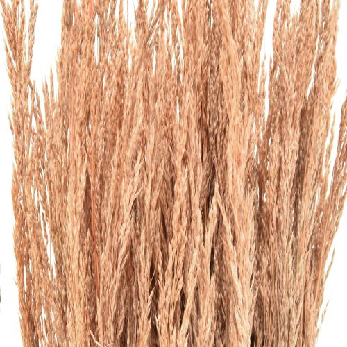 položky Red Bent Grass Agrostis Suchá Grass Red Brown 65cm 80g