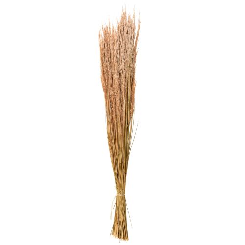 položky Red Bent Grass Agrostis Suchá Grass Red Brown 65cm 80g