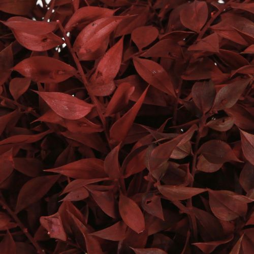 položky Ruscus Red sušený na drátě ozdobné větve 20cm 1 svazek